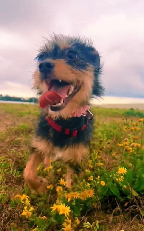 happy dog on field