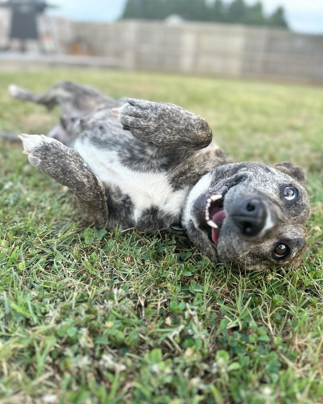 happy dog on grass