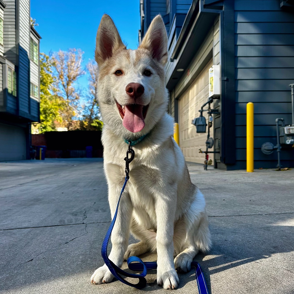 happy dog on street