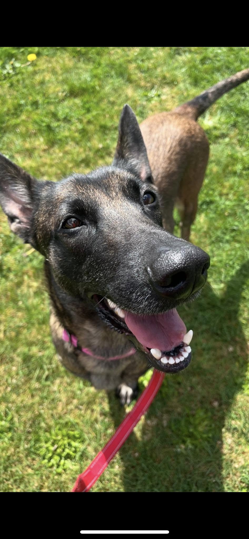 happy dog outside
