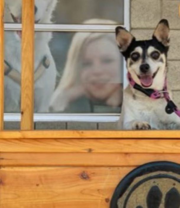 happy dog posing for picture