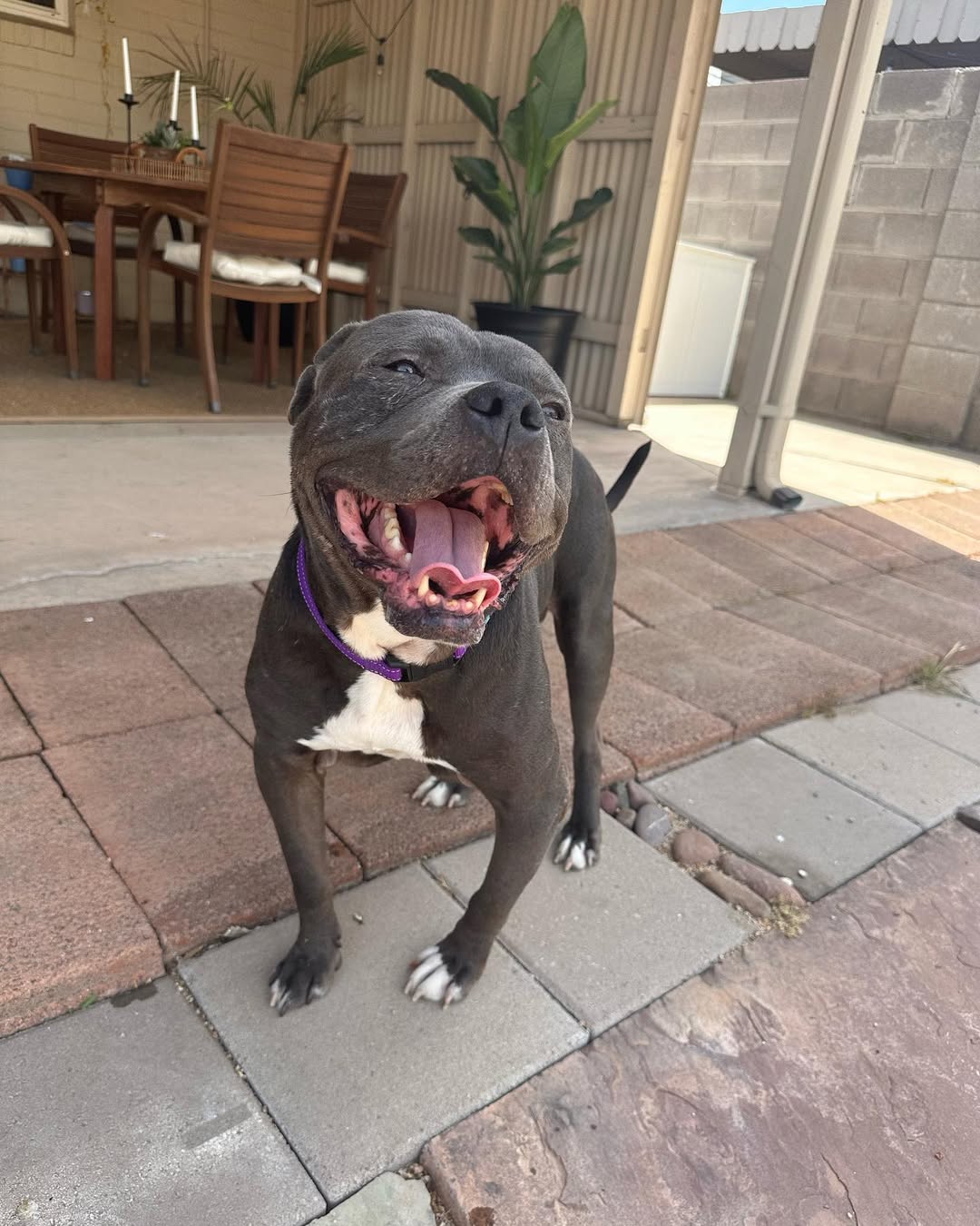 happy dog smiles