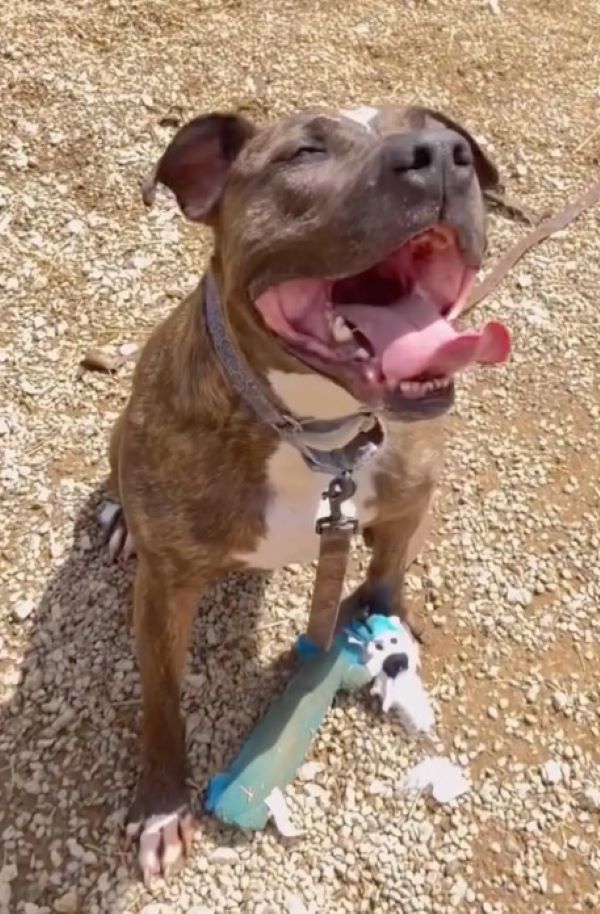 happy dog