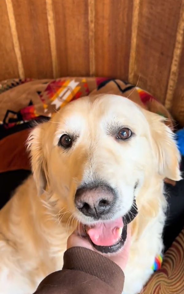 happy golden retriever