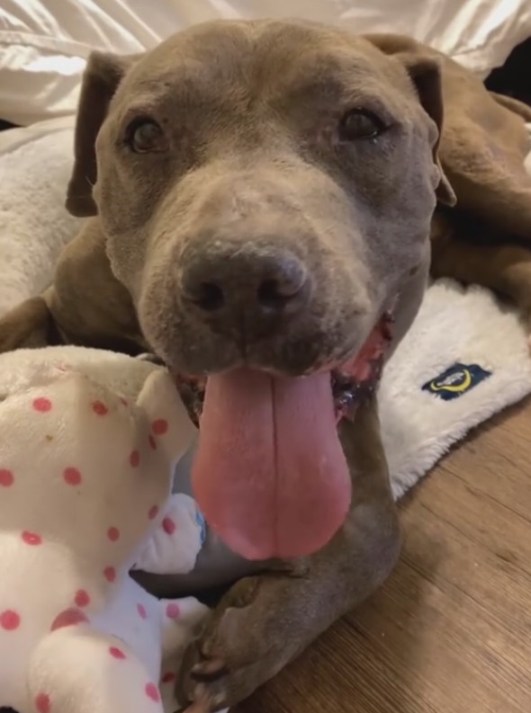 happy gray dog