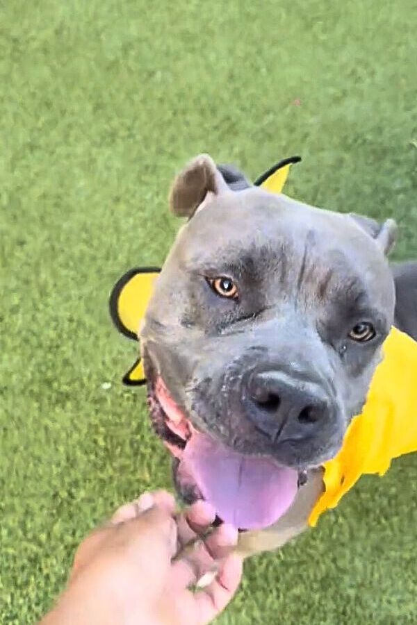 happy gray dog