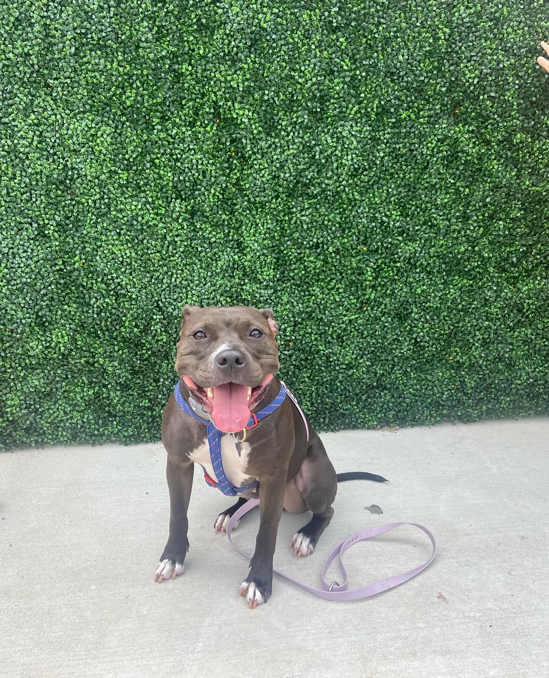 happy gray dog