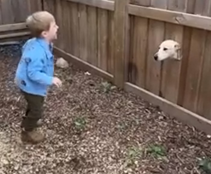 happy kid and dog
