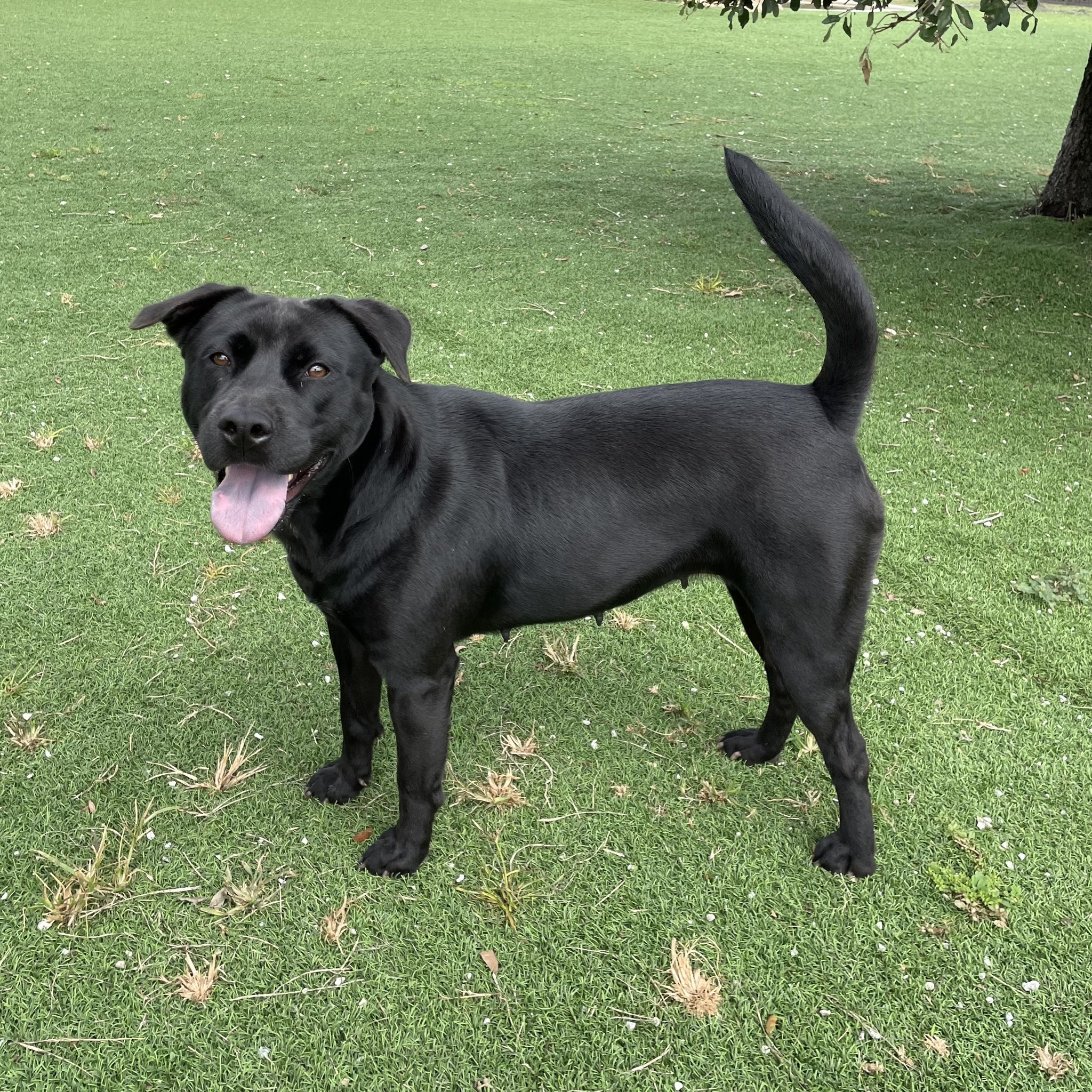 happy senior black dog