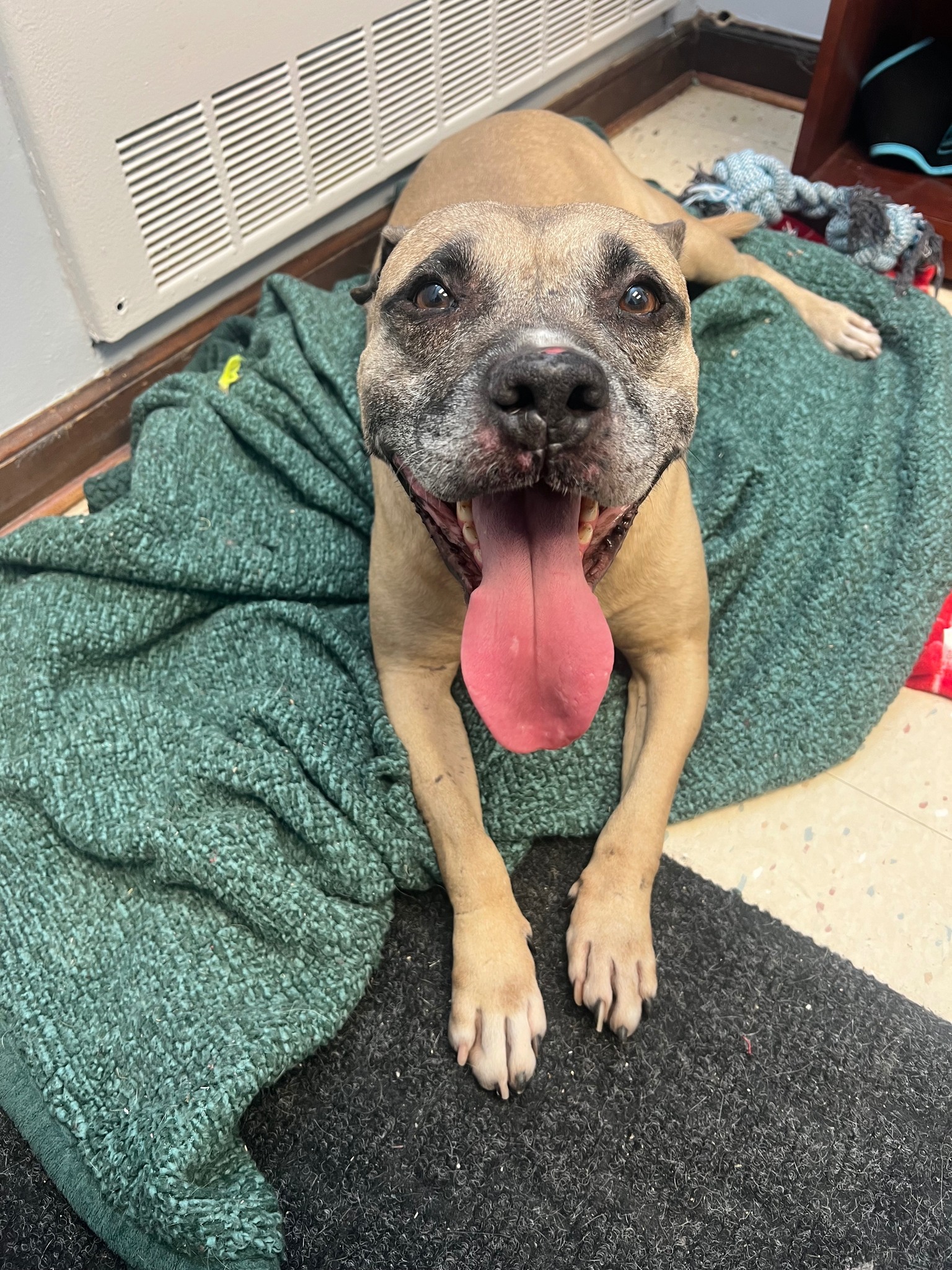 happy shelter dog