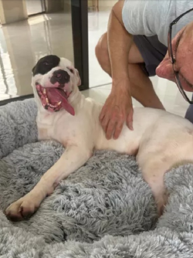 happy white dog