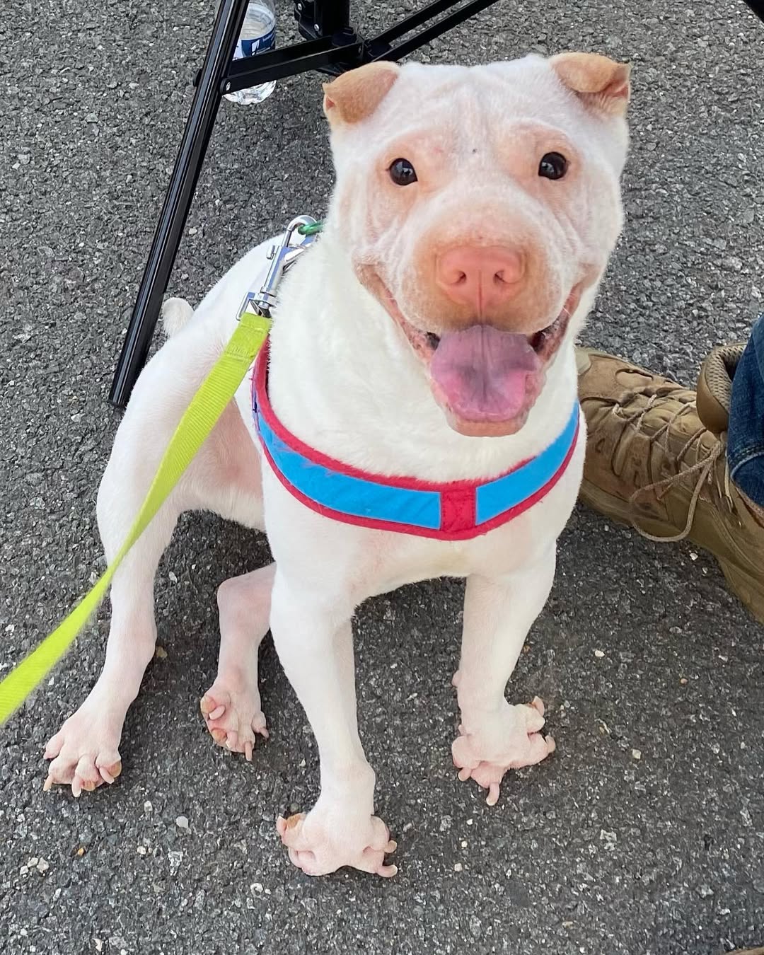 happy white dog