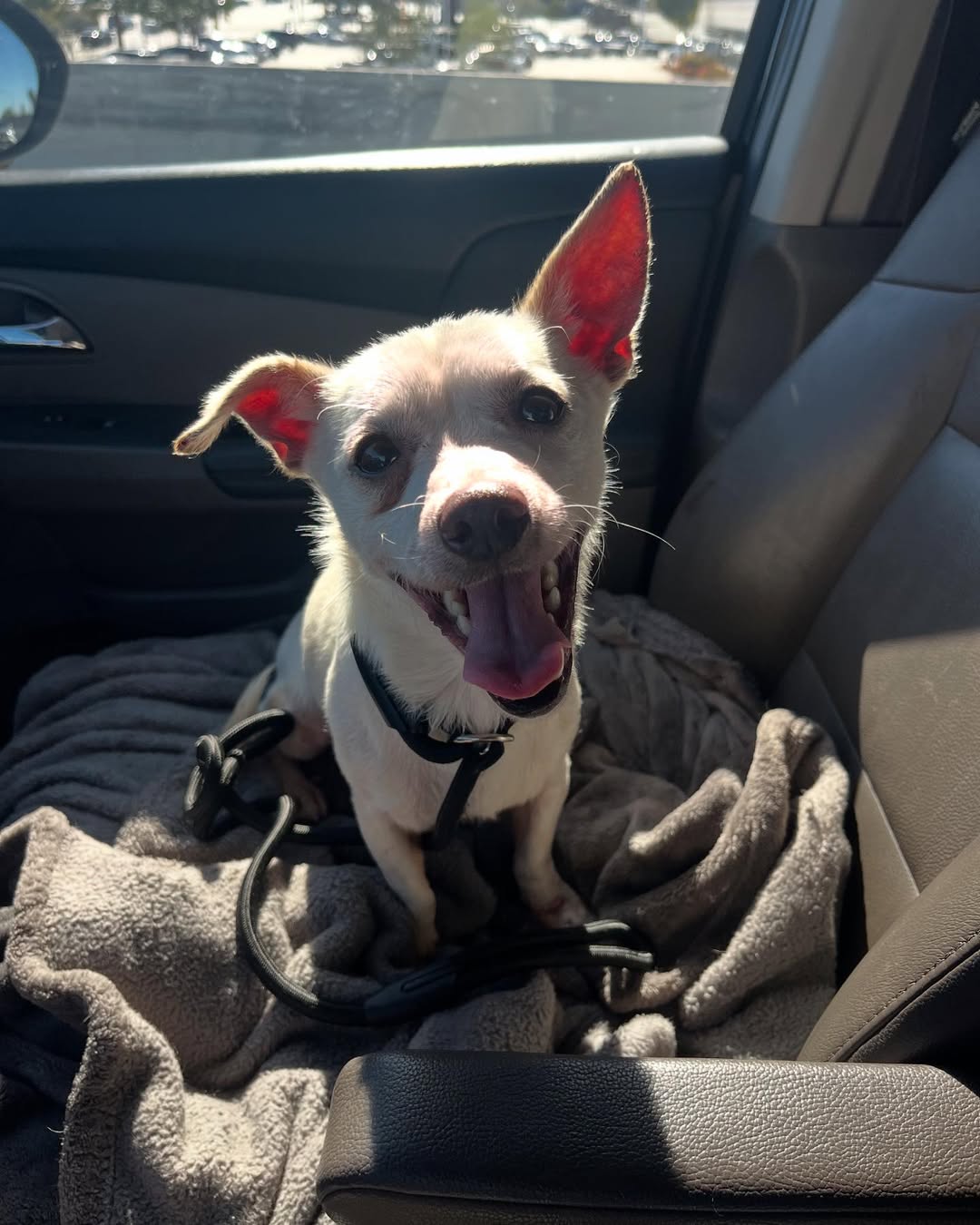 happy white dog in car