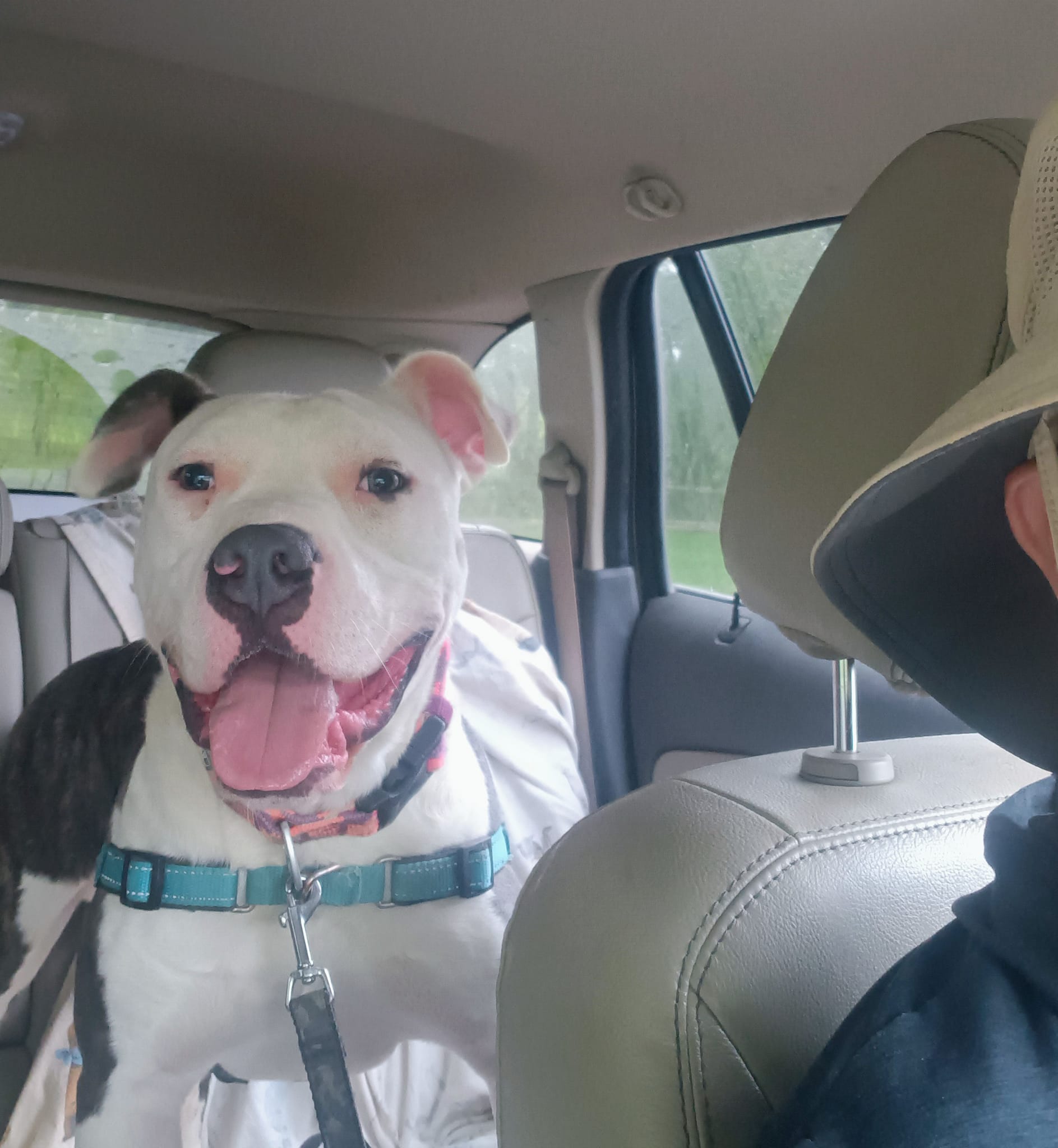happy white dog in car