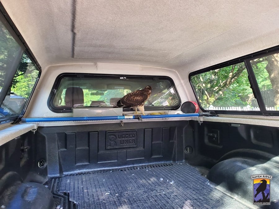 hawk in car