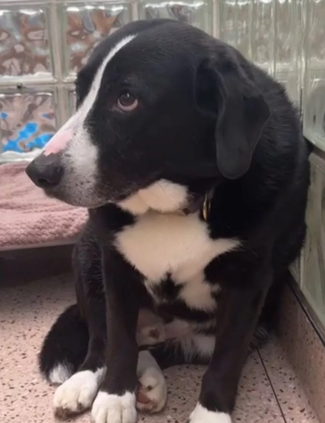 heartbroken dog