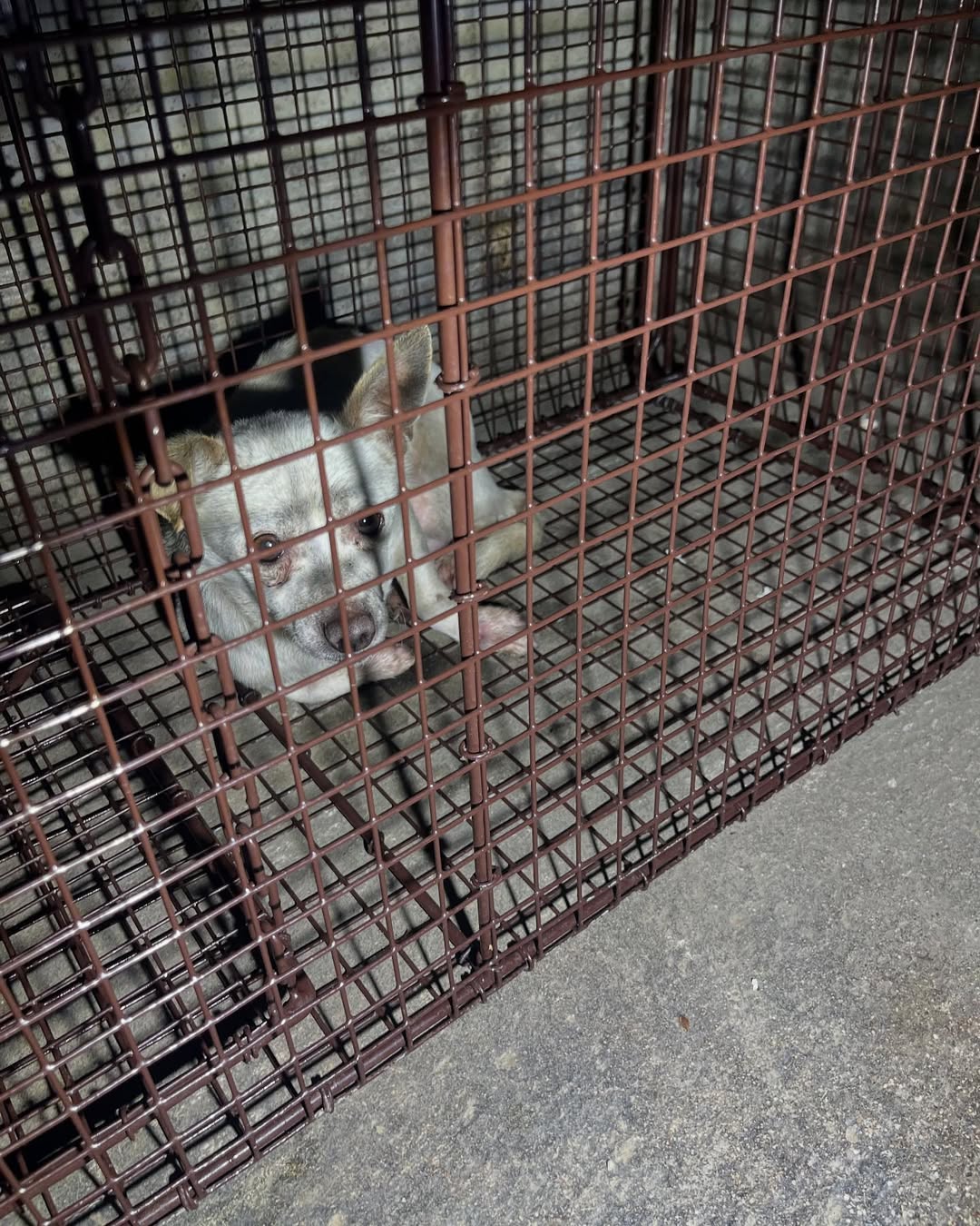 helpless dog in crate