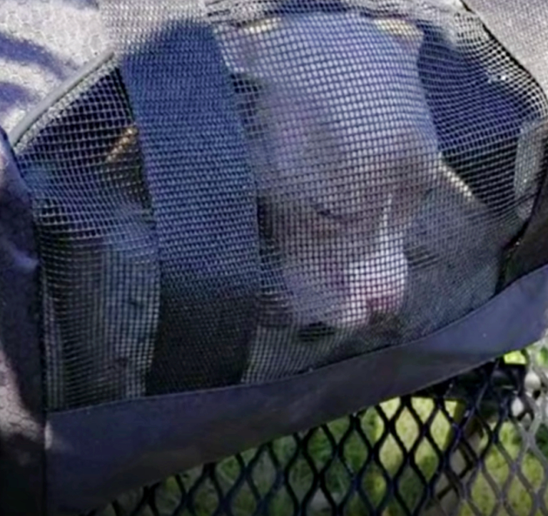 helpless puppy