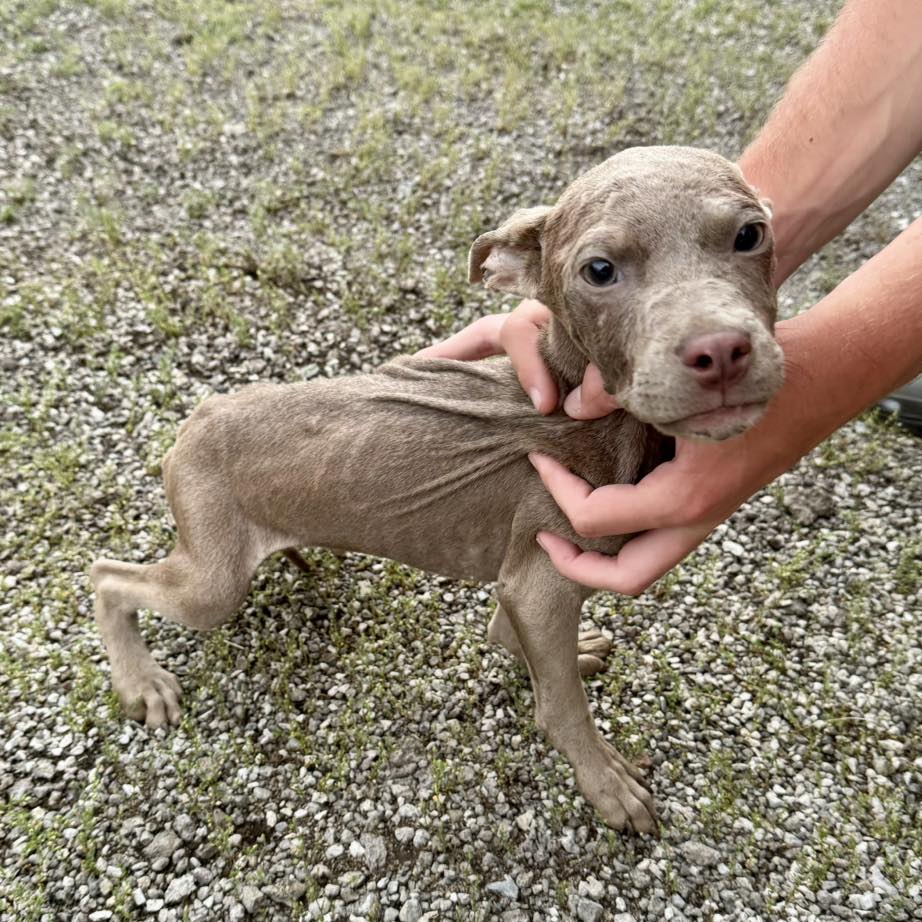 hungry brown puppy
