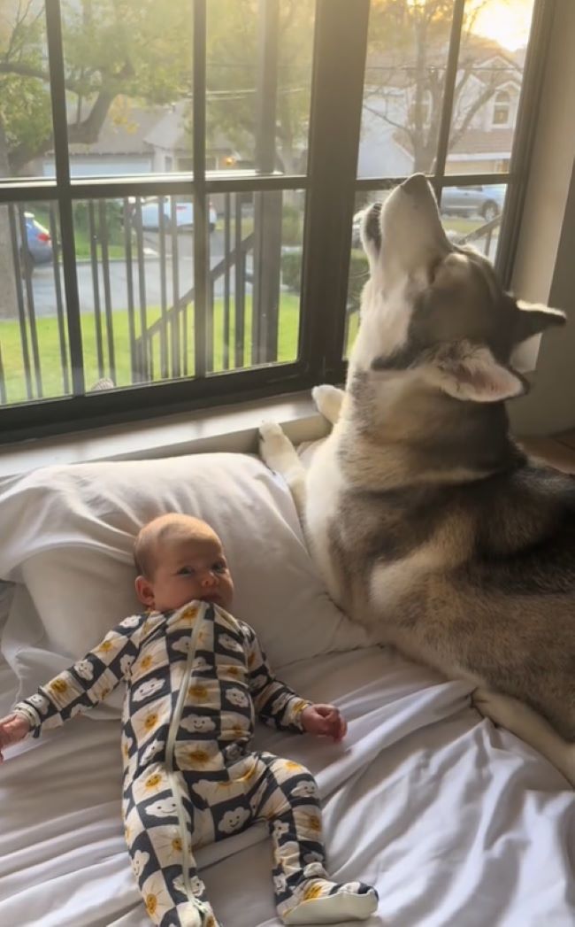 husky and baby