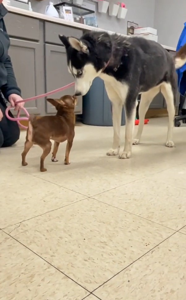 husky and tiny dog