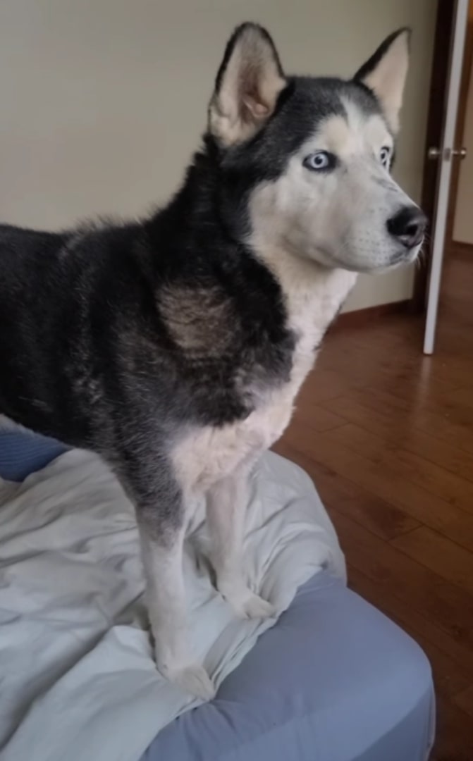 husky in house