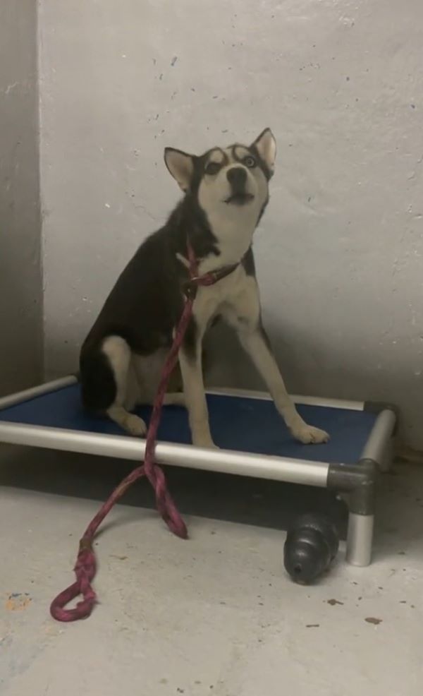 husky in room