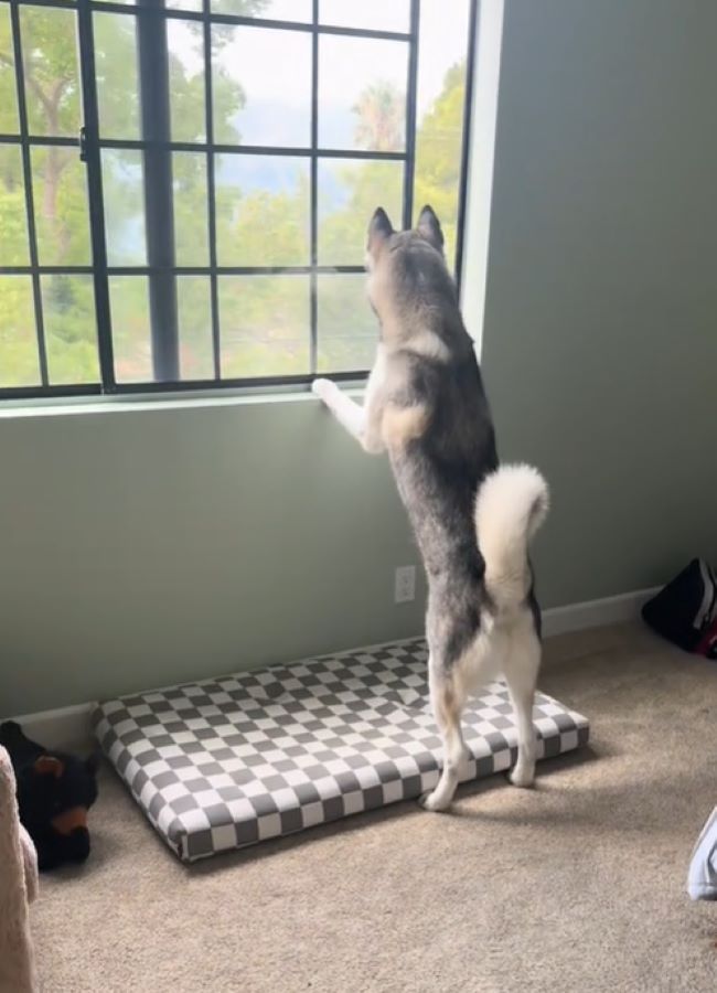 husky looking through the window