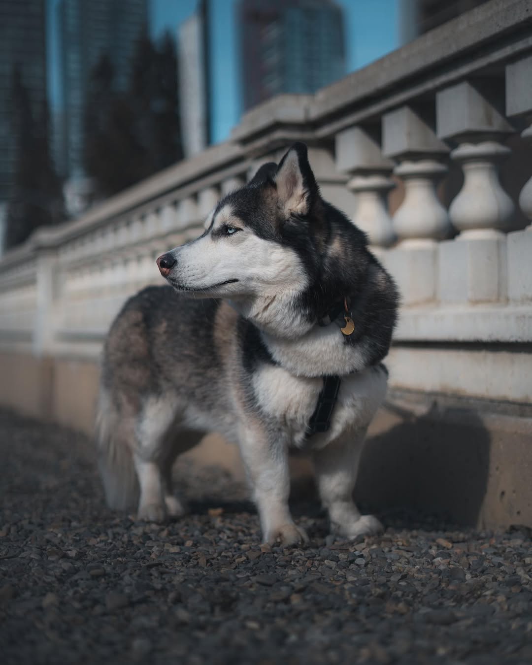 husky mix outside