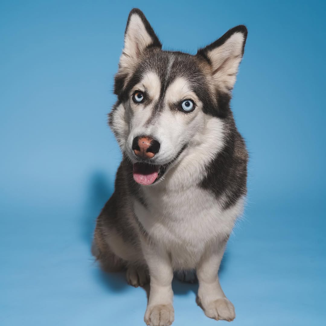 husky mix posing on blue background