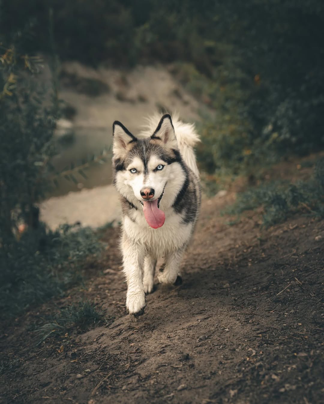 husky mix running in the woods
