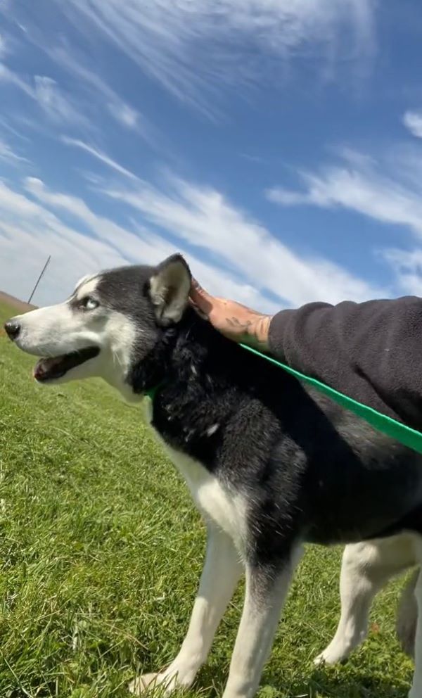 husky on leash