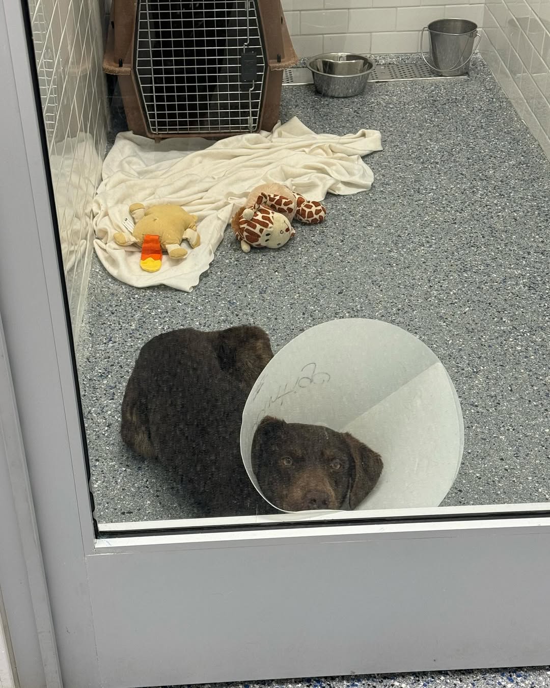 injure black dog in shelter