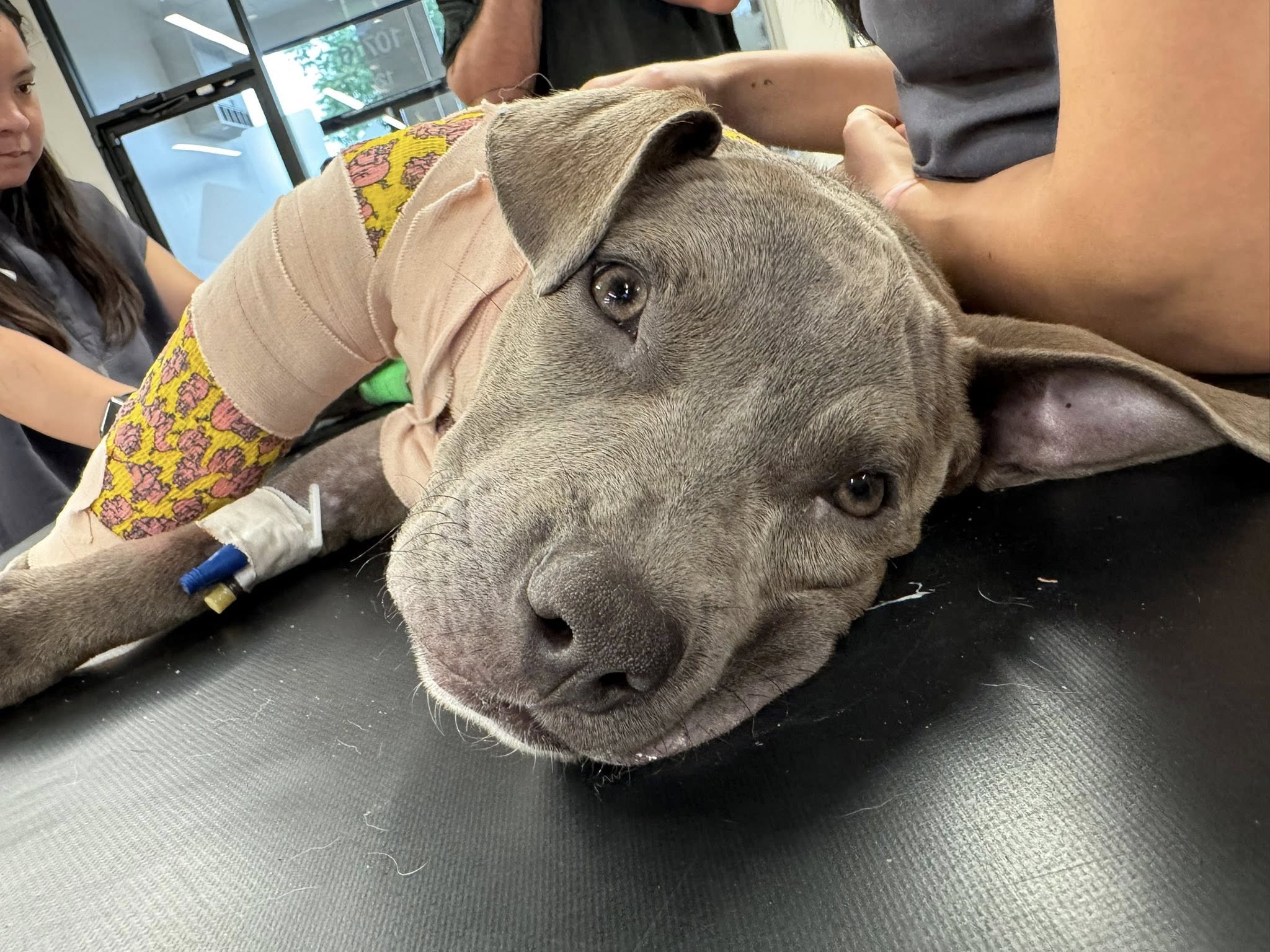 injured dog at vets