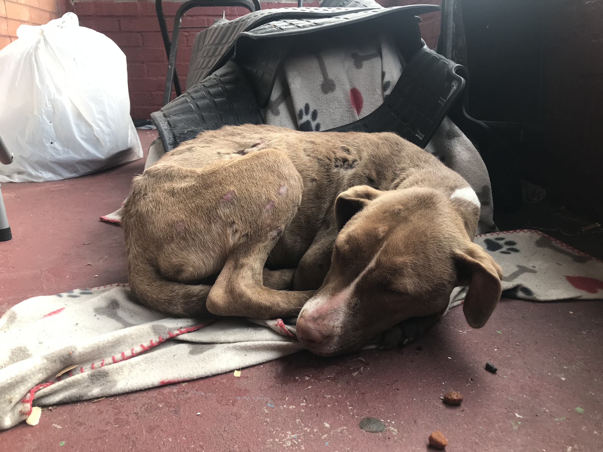 injured dog curled up