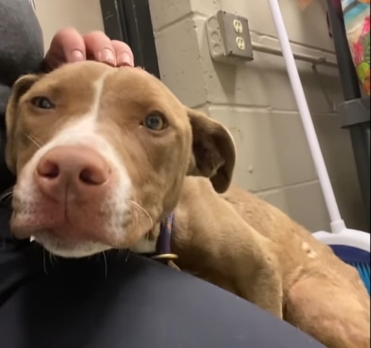injured dog in lap