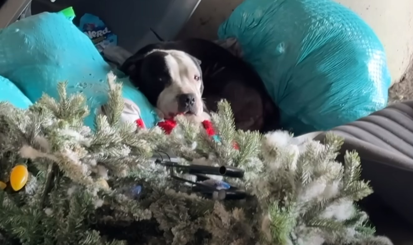 injured dog laying down
