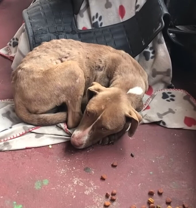 injured dog lying on the floor