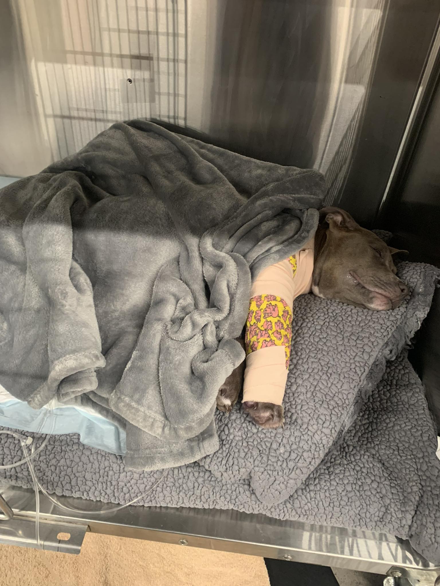 injured dog