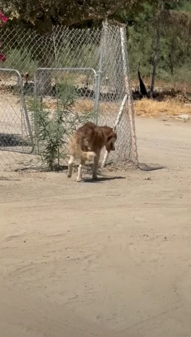 injured husky