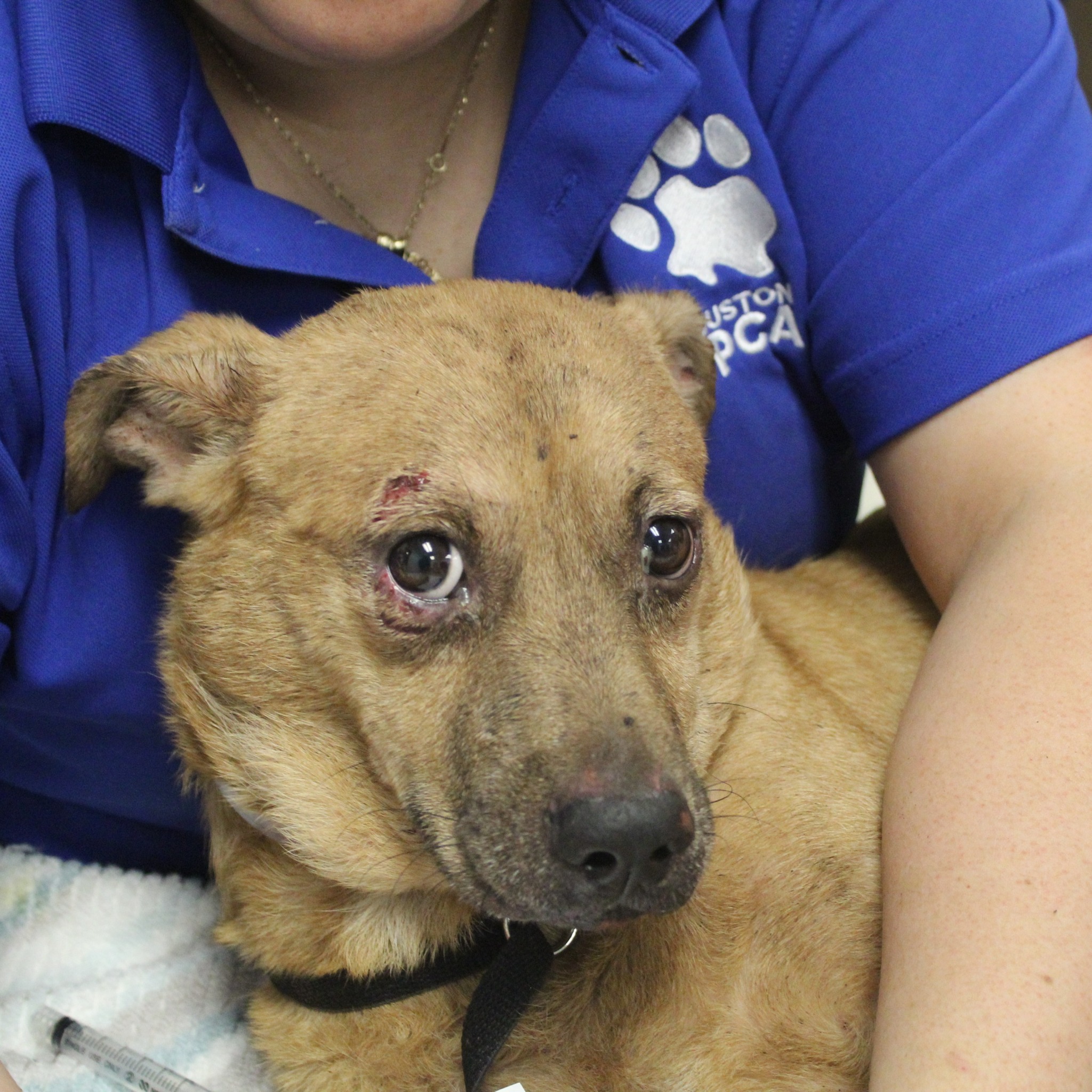 injured puppy