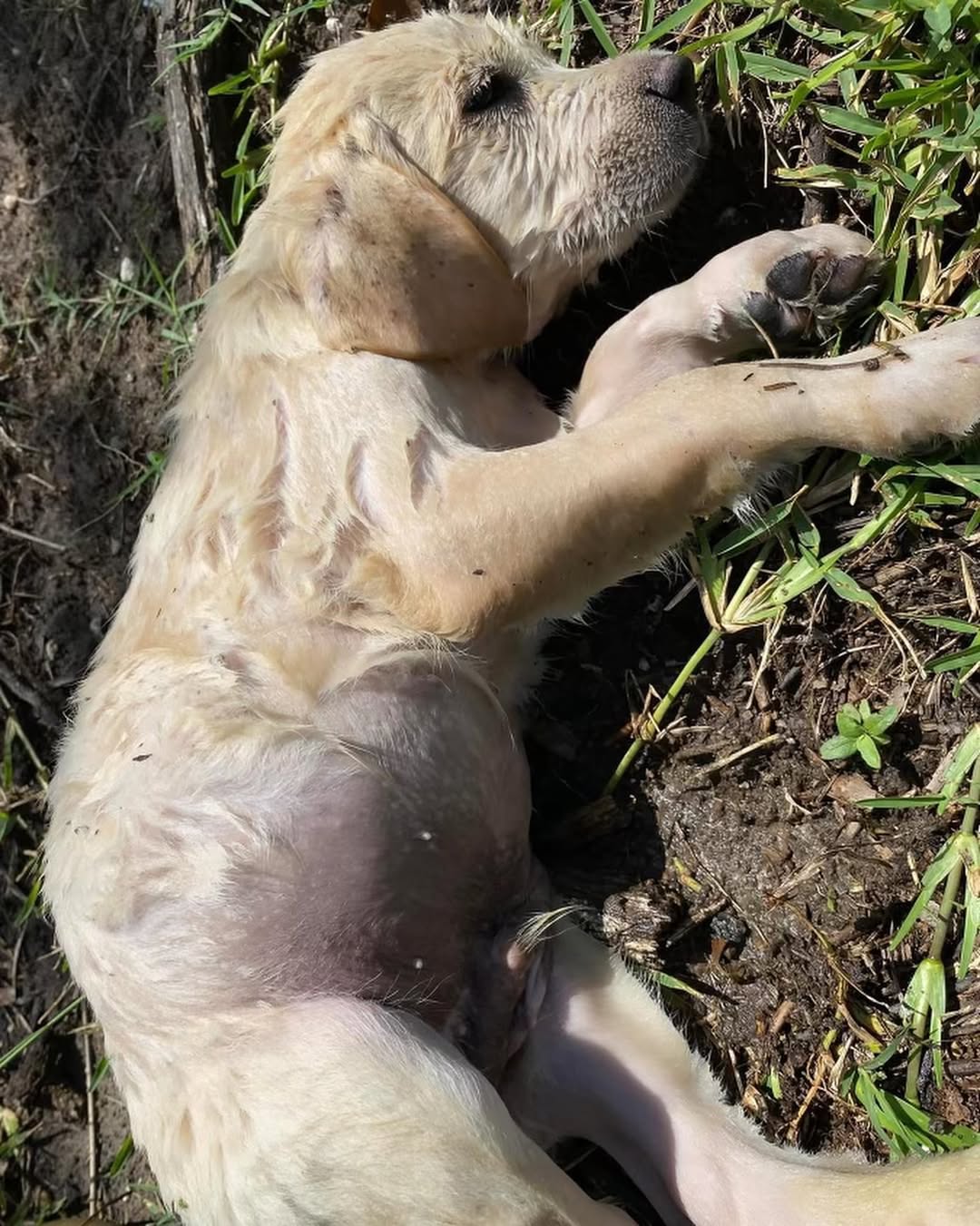 injured white puppy