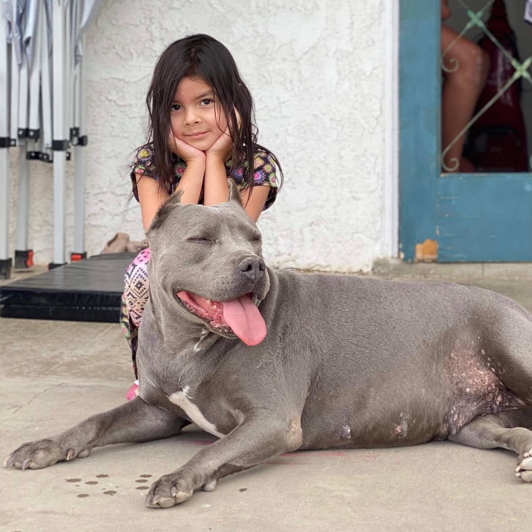 kid and gray mother dog