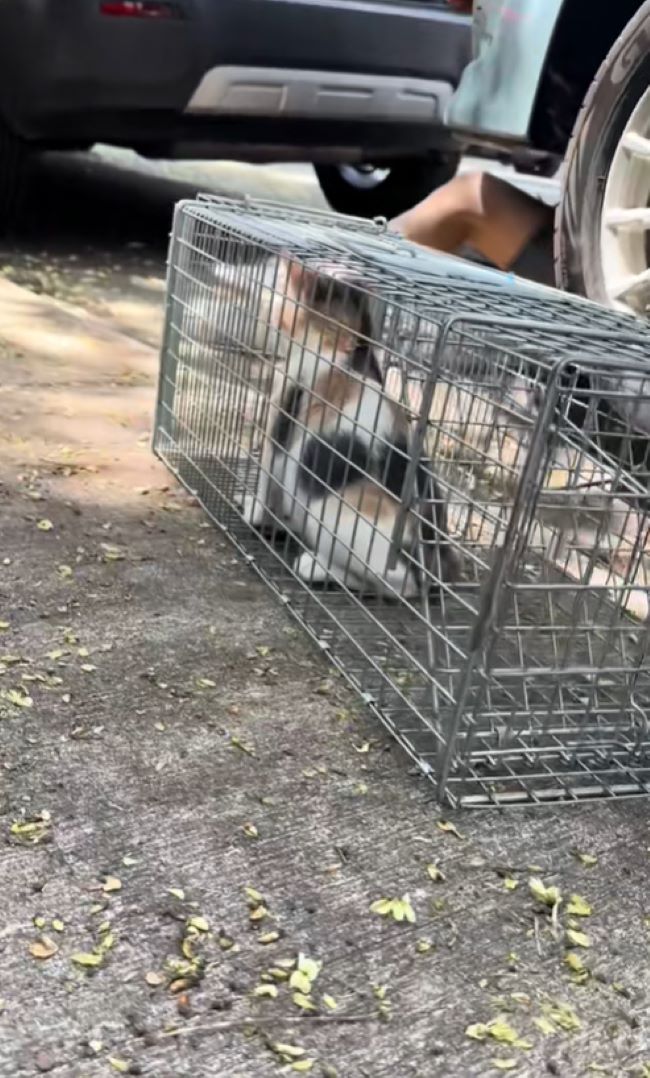 kitten in crate