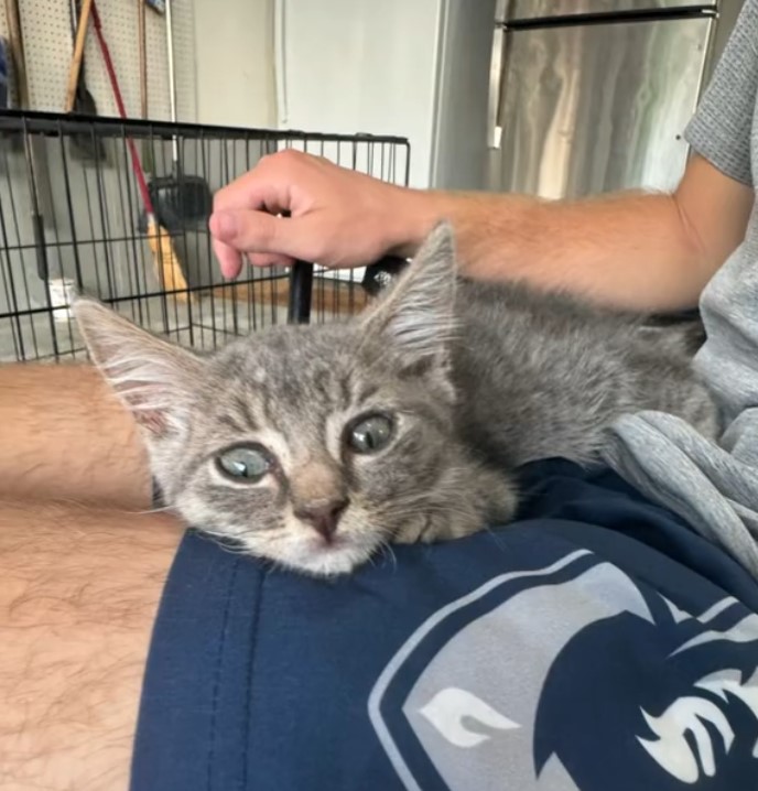 kitten on a lap