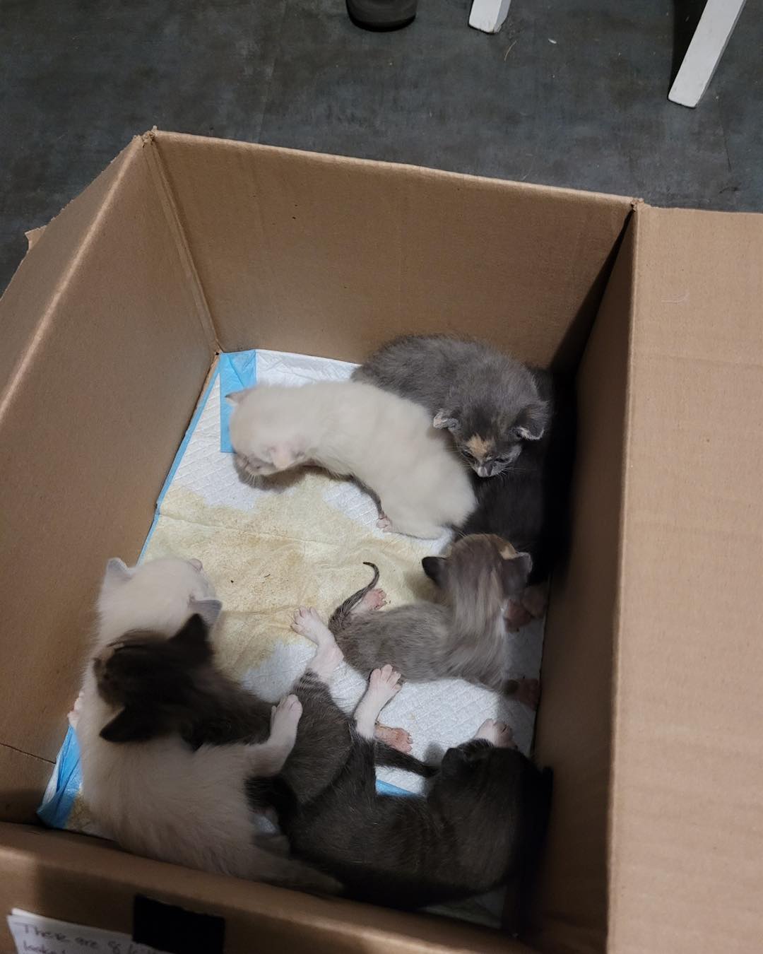 kittens in box
