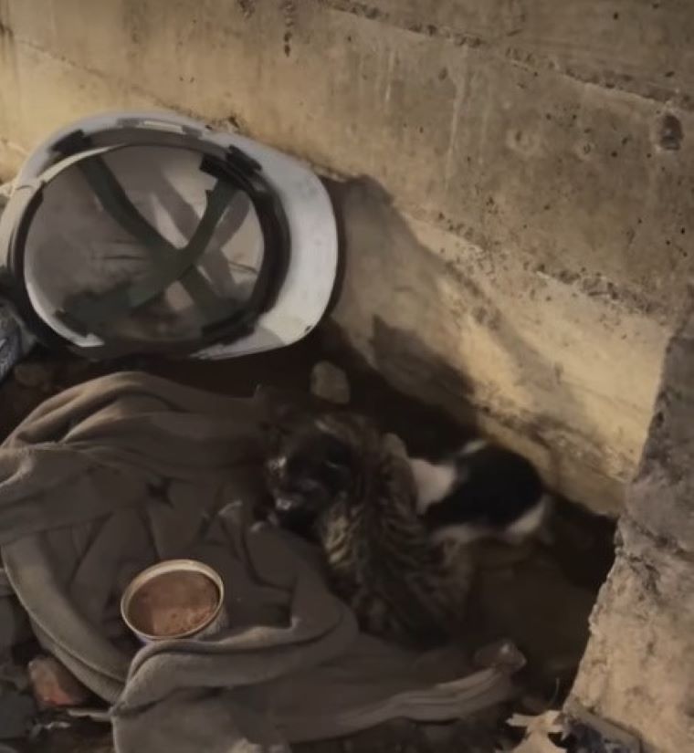 kittens in corner
