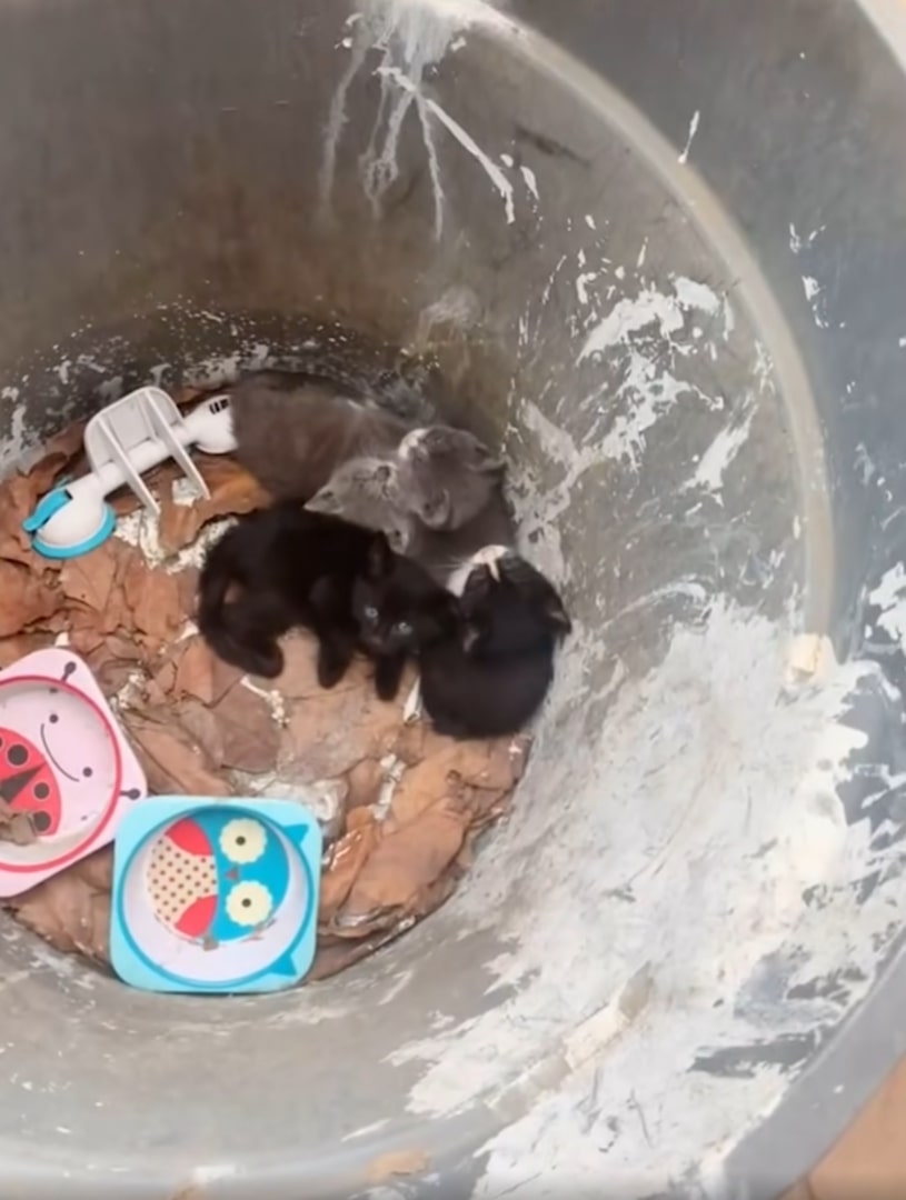kittens in trash