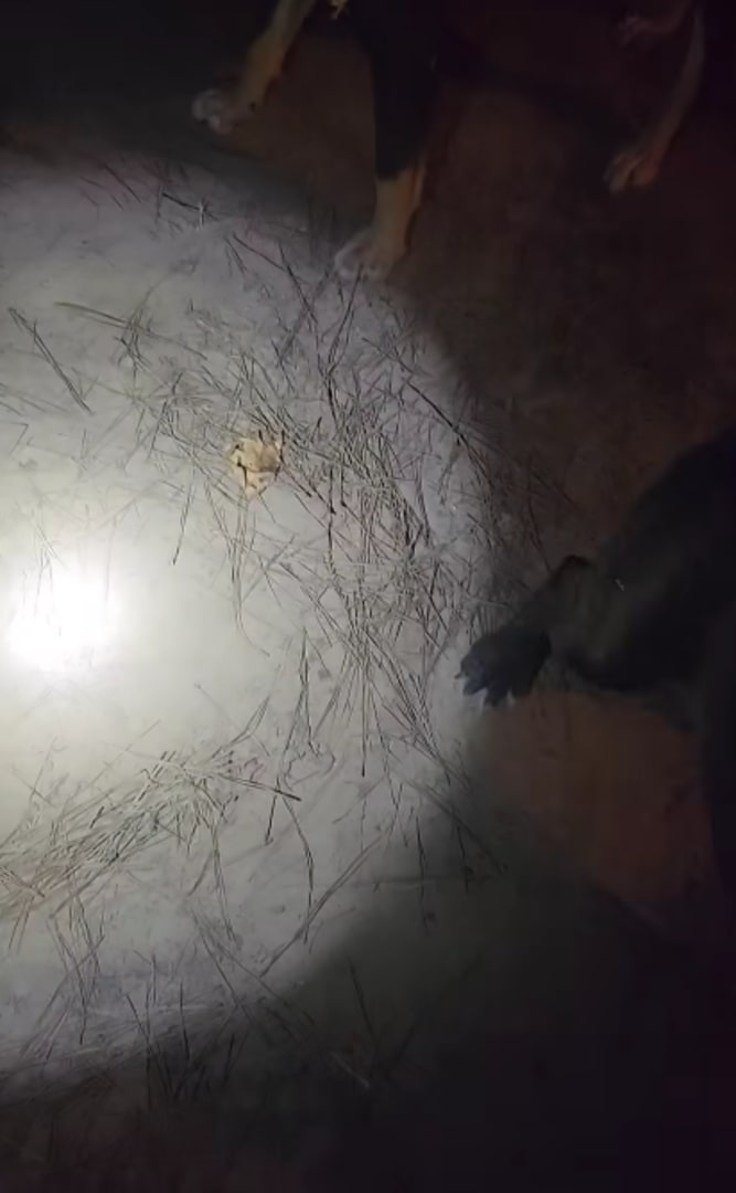 leaf on the ground