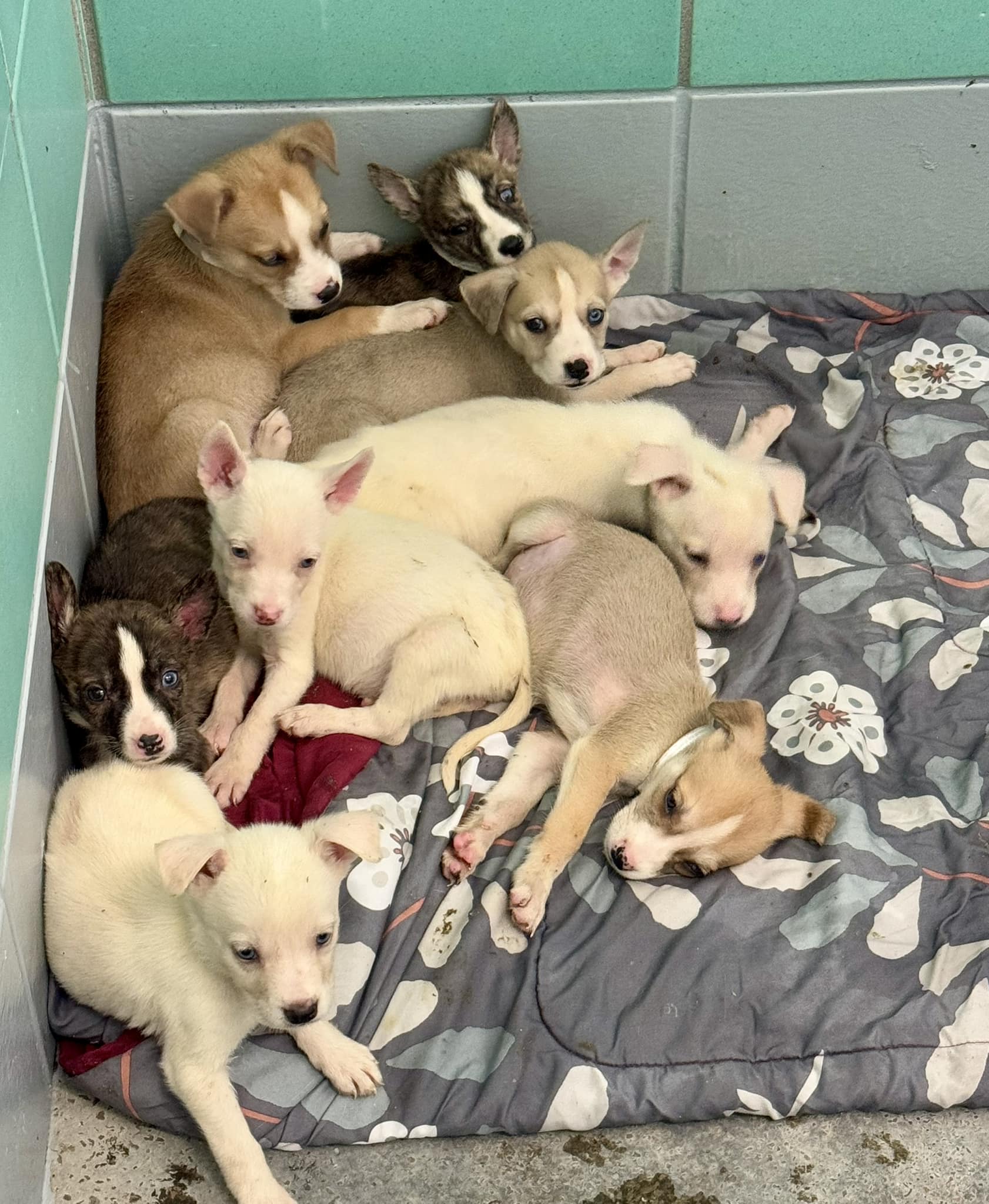 litter of puppies together
